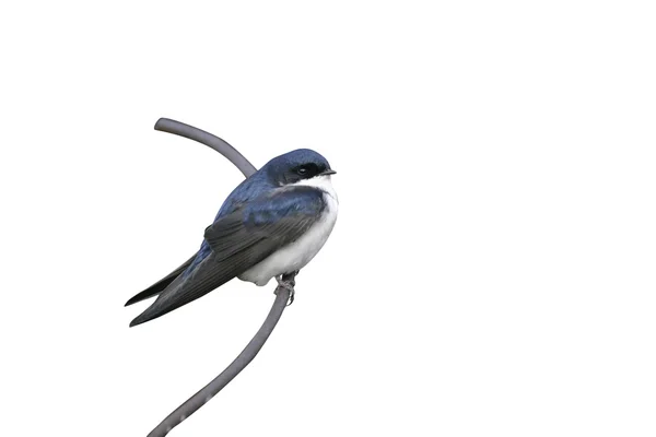 Golondrina azul y blanca, Notiochelidon cyanoleuca , — Foto de Stock