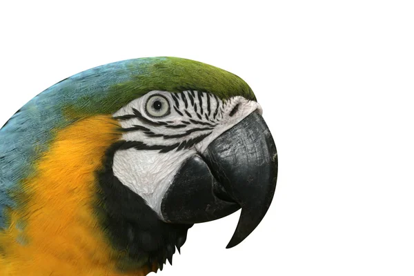 Blue-and-yellow macaw, Ara ararauna — Stock Photo, Image