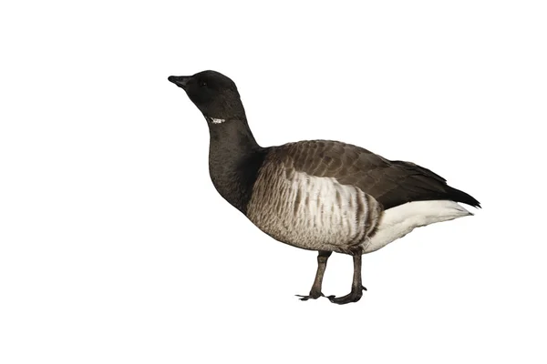 Brent goose, Branta bernicla hrota — Stockfoto