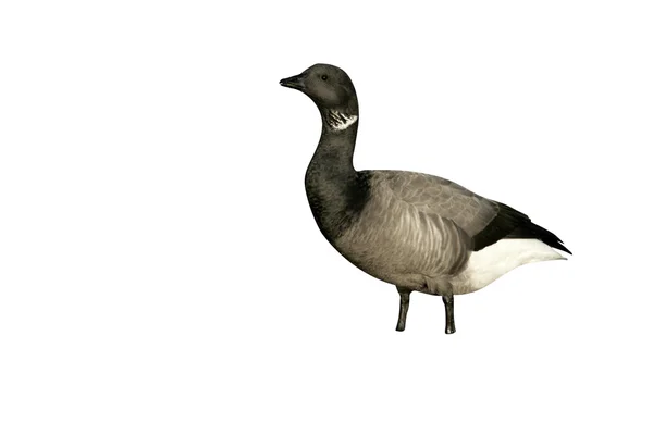 Brent χήνα, σκοτάδι-bellied, branta bernicla — Φωτογραφία Αρχείου