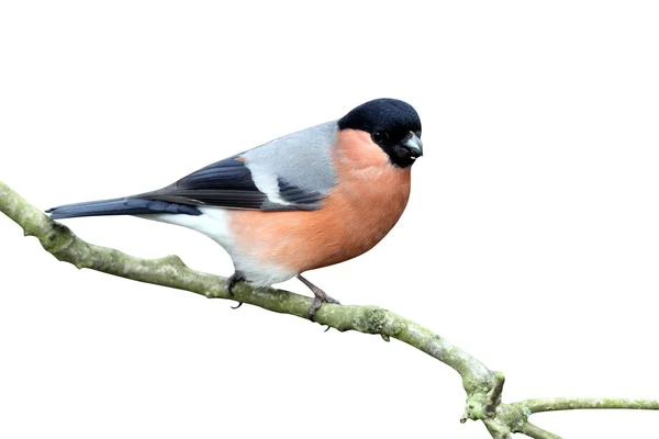 Bullfinch, Pyrrhula pyrrhula — Stock Photo, Image