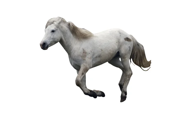Camargue white horse — Stock Photo, Image