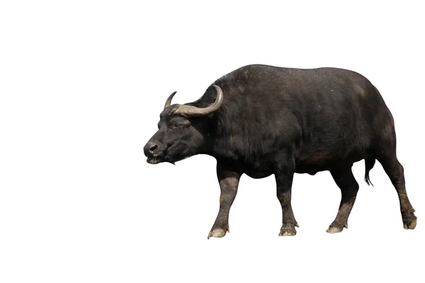 Cape buffalo, Syncerus caffer caffer — Stok fotoğraf