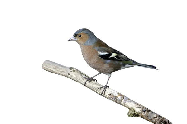 Pinzón, fringilla coelebs — Foto de Stock