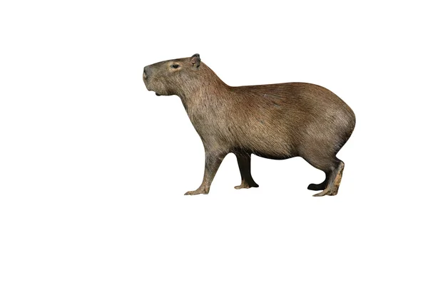 Capybara, Hidrochoerus hydrochaeris — Stok Foto