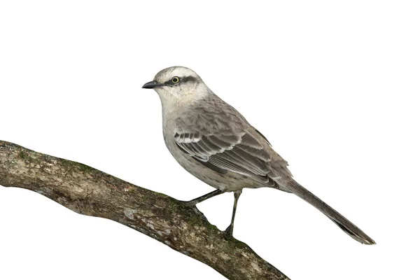 Krijt-browed mockingbird, mimus saturninus — Stockfoto