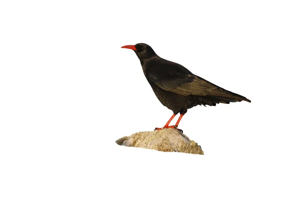 Chough, Pyrrhocorax pyrrhocorax — Stock Photo, Image