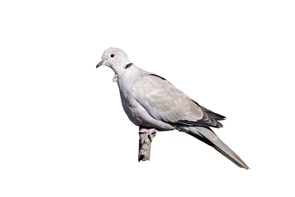 체포 되었던된 비둘기, Streptopelia decaocto — 스톡 사진