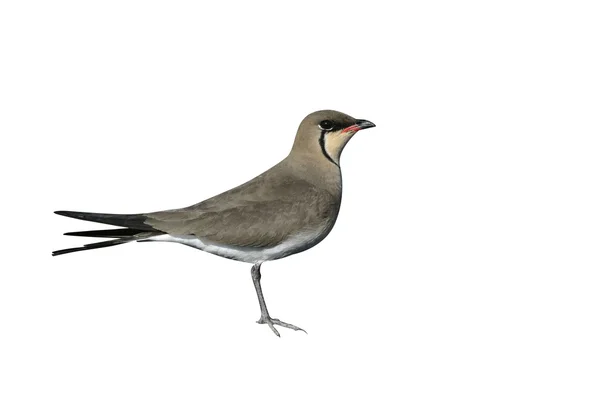 Collared pratincole, Glareola pratincola — Stock Photo, Image