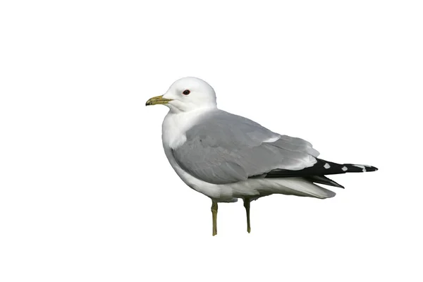 Racek bouřní, larus canus — Stock fotografie