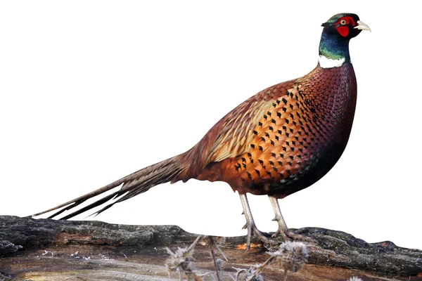 Common pheasant, Phasianus colchicus — Stock Photo, Image