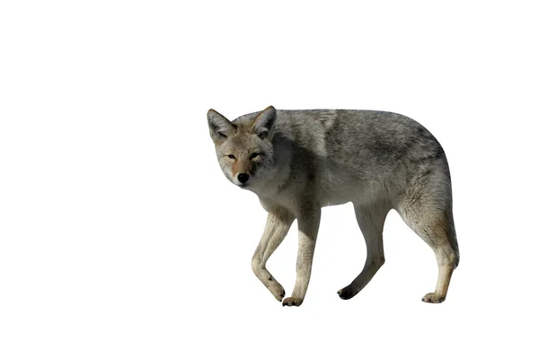 Kojot, canis latrans, — Stock fotografie