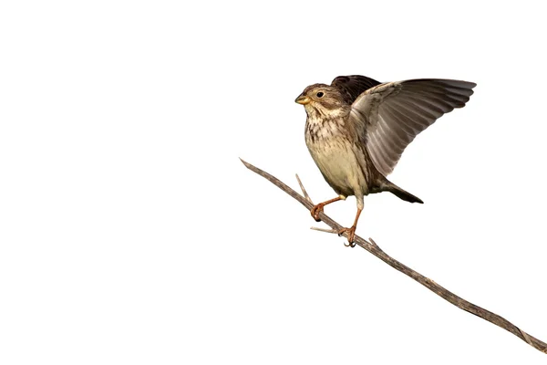 Bunting milho, Emberiza calandra — Fotografia de Stock