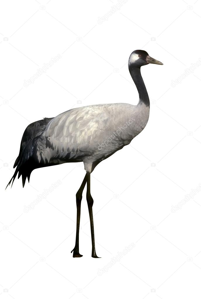 Common crane, Grus grus