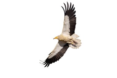 Mısır akbabası, neophron percnopterus