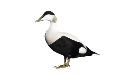 Eider ördeği, somateria mollissima
