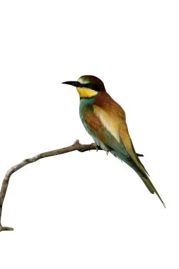 Avrupalı Arı yiyici, Merops apiaster