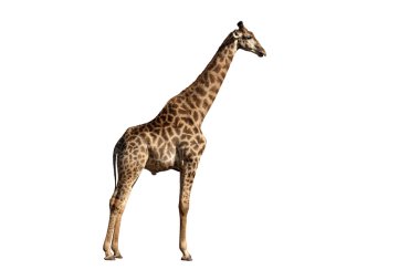 zürafa, zürafa zürafa