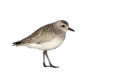 gri cılıbıt, pluvialis squatarola