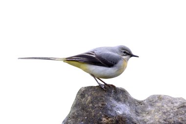 gri kuyruksallayan motacilla cinerea