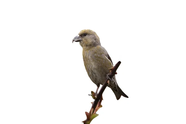 Korsnäbb, loxia curvirostra — Stockfoto