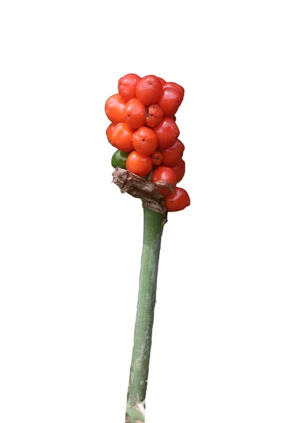 Cuckoo pint or Wild arum or Lords and Ladies plant — Stock fotografie