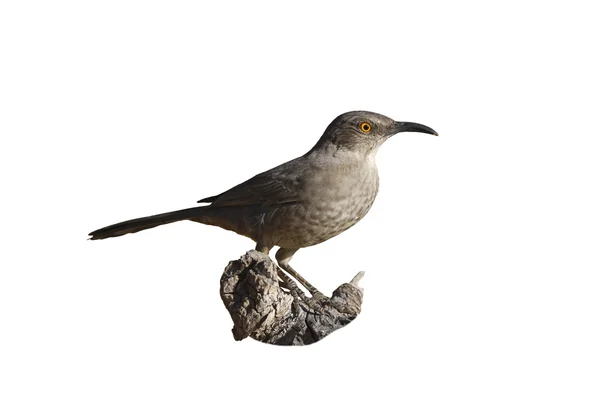 Moqueur à bec courbé, Toxostoma curvirostre — Photo