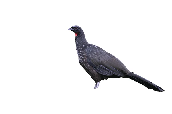 Dusky-legged guan, Penelope obscura — Stockfoto