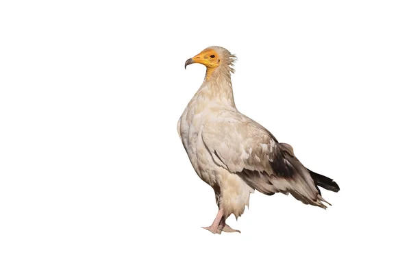 Egyptian vulture, Neophron percnopterus — Stock Photo, Image