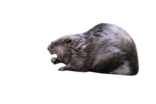 European beaver,  Castor fiber — Stock Photo, Image