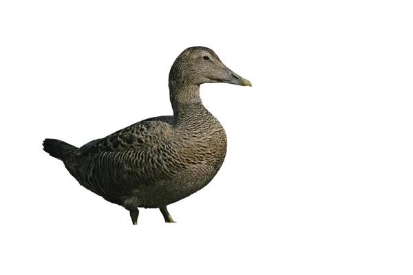 Pato de Eider, Somateria mollissima — Foto de Stock