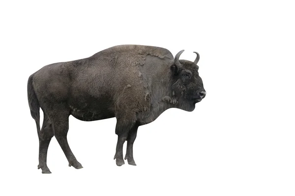 Avrupa bizonu, Bison bonasus — Stok fotoğraf