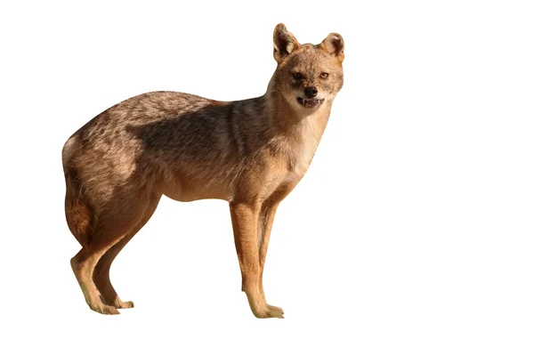 Europeiska jackal, Canis aureus moreoticus — Stockfoto