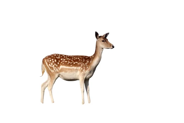 Fallow deer, Dama dama — Stock Photo, Image