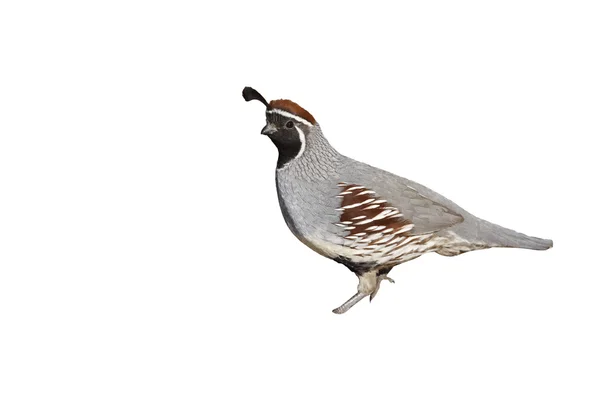 Gambels quail, Callipepla gambelii — Stock Photo, Image