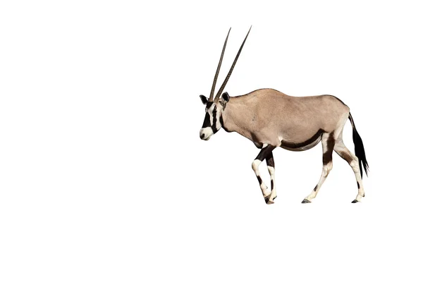 Gemsbok, Oryx gazella — Stockfoto