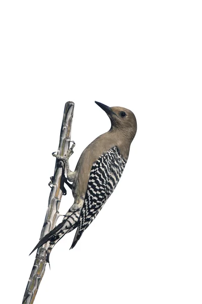 吉拉啄木鸟，melanerpes uropygialis — 图库照片