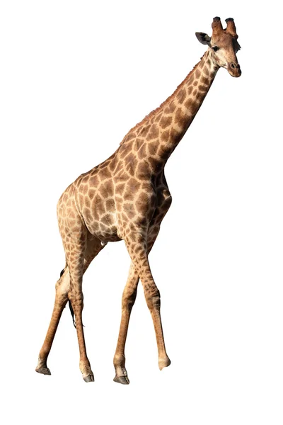 Giraffa, Giraffa camelopardalis — Foto Stock