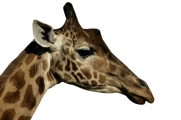 Giraffe, Giraffa camelopardalis, — Stock Photo, Image