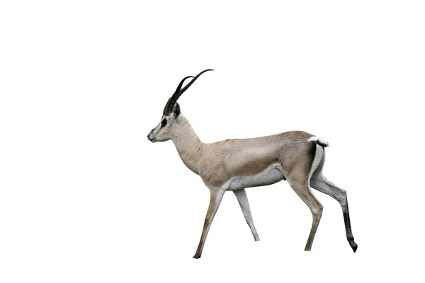 Gazela Granta, gazella granti — Stockfoto
