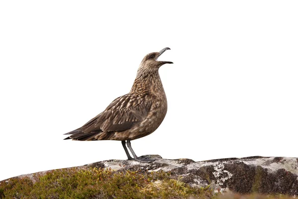 Μεγάλη skua, stercorarius skua, — Φωτογραφία Αρχείου