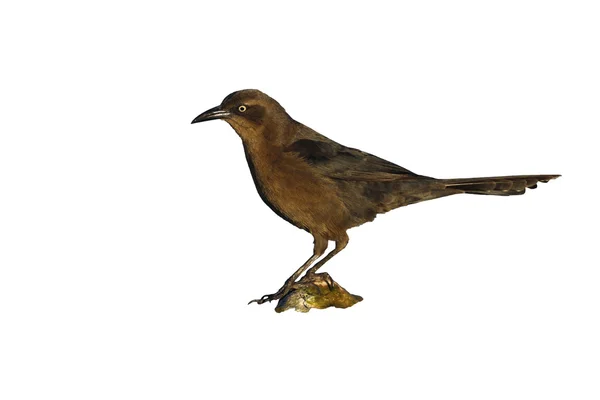 Büyük kuyruklu grackle, quiscalus mexicanus — Stok fotoğraf