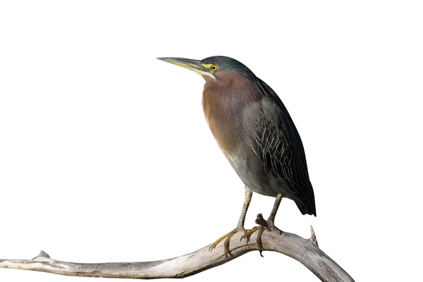 Green heron, Butorides virescens — Stock Photo, Image