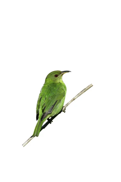 Zelená honeycreeper, chlorophanes spiza, — Stock fotografie