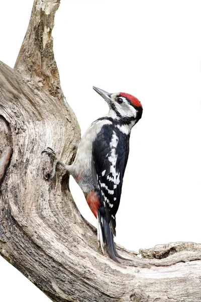 Pájaro carpintero de grandes manchas, Dendrocopos major — Foto de Stock