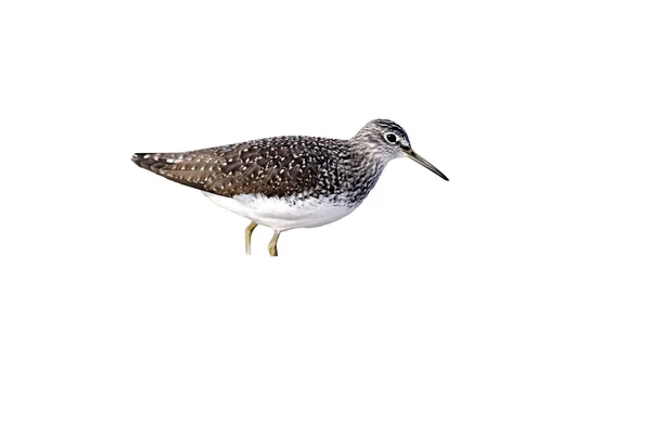 Green sandpiper, Tringa ochropus — Stock Photo, Image