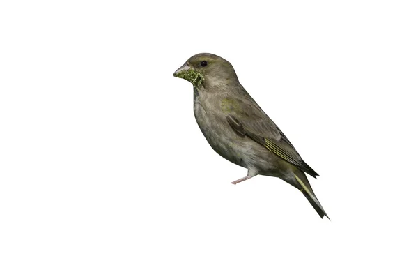 Verderón común, carduelis chloris — Foto de Stock