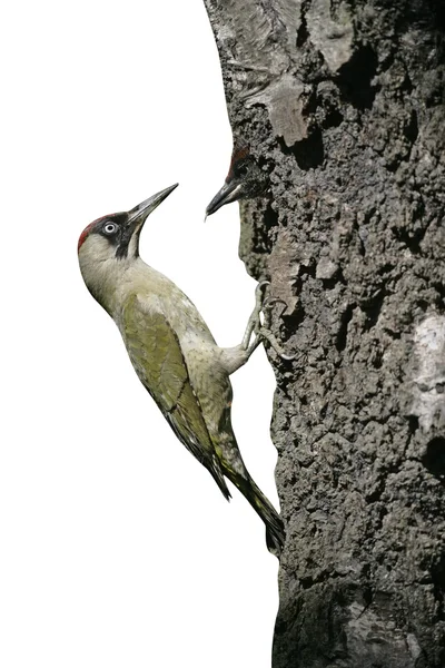 Yeşil ağaçkakan, picus viridis — Stok fotoğraf