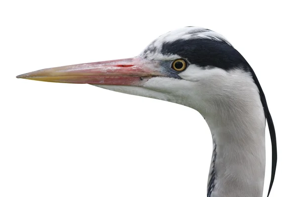 Garça cinzenta, Ardea cinerea, — Fotografia de Stock