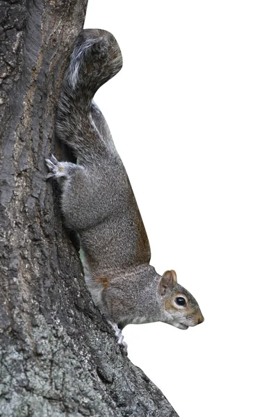 회색 다람쥐, sciurus carolinensis — 스톡 사진